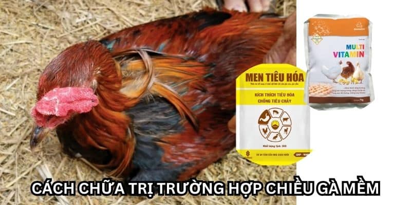 gà bị chướng diều