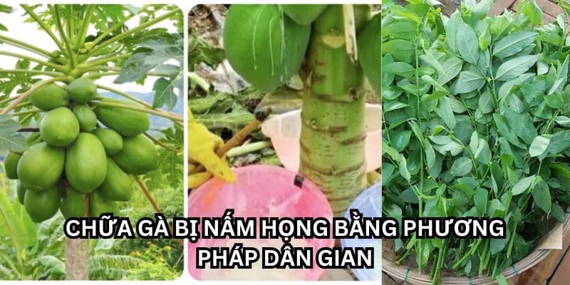 gà bị nấm họng