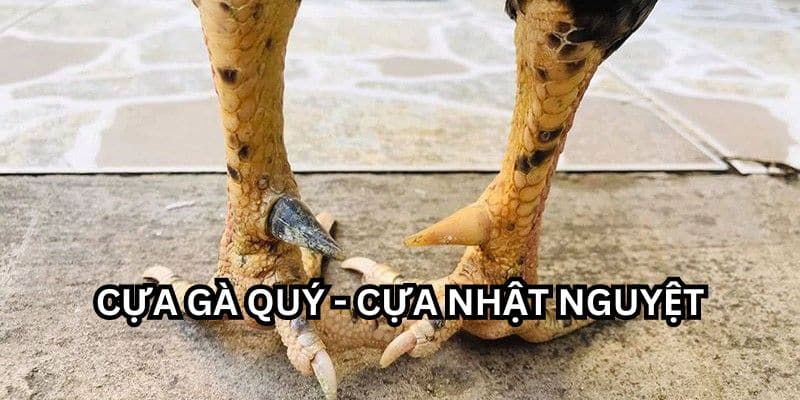 cựa gà quý