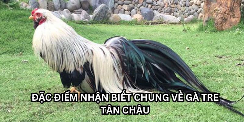 gà tân châu