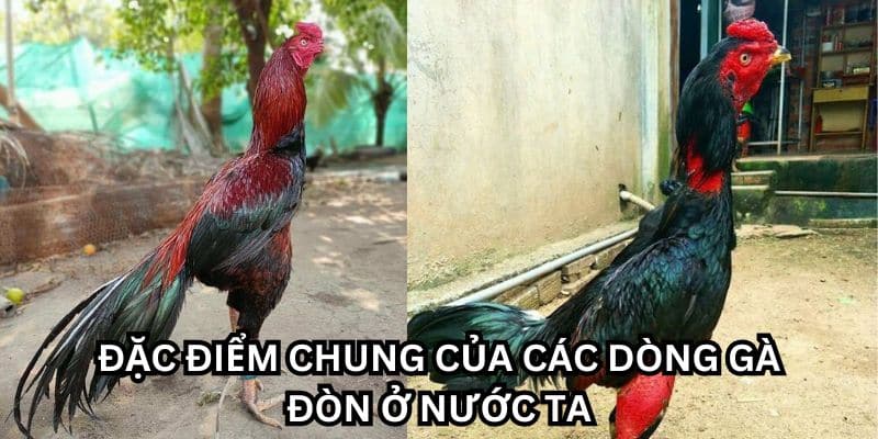 gà đòn việt nam