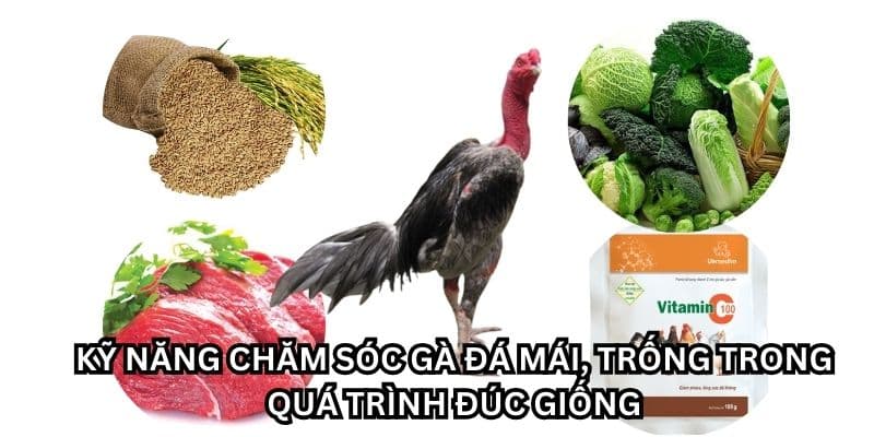 kỹ thuật đúc gà chọi