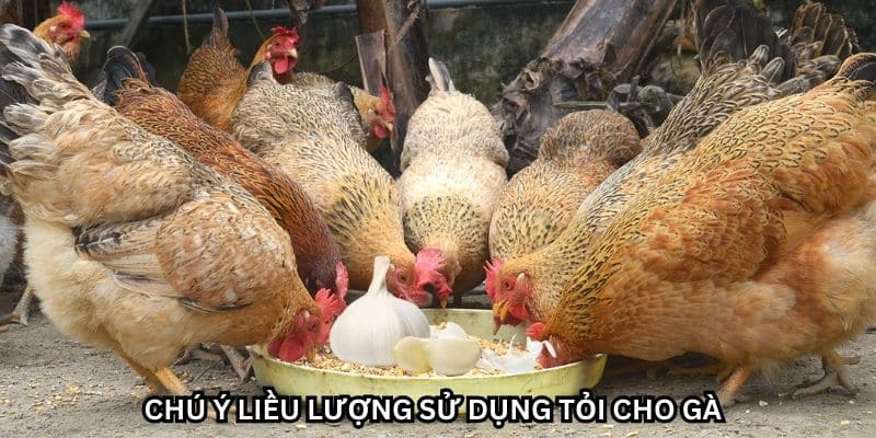 cách trị gà rù bằng tỏi