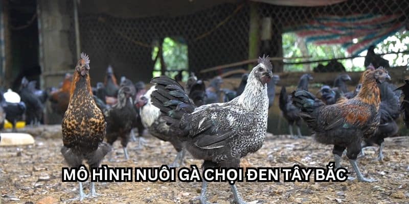 mô hình nuôi gà chọi