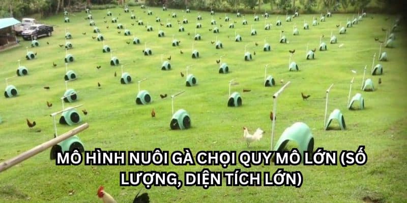 mô hình nuôi gà chọi