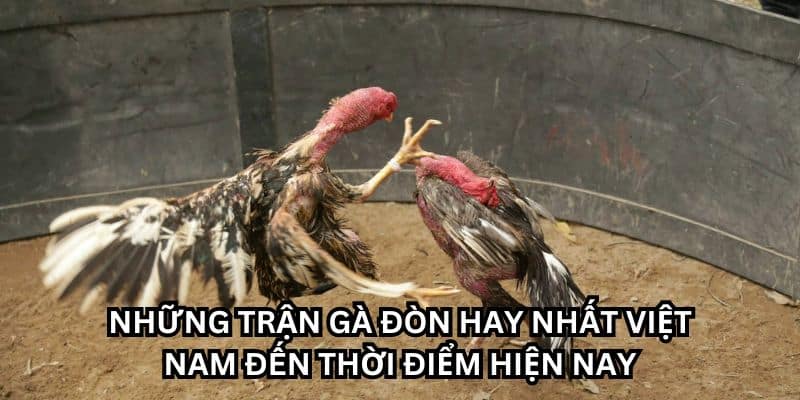 gà đòn việt nam