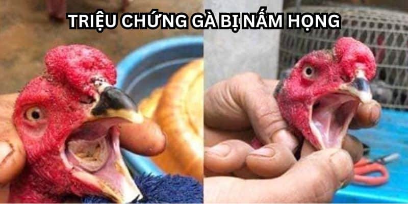 gà bị nấm họng