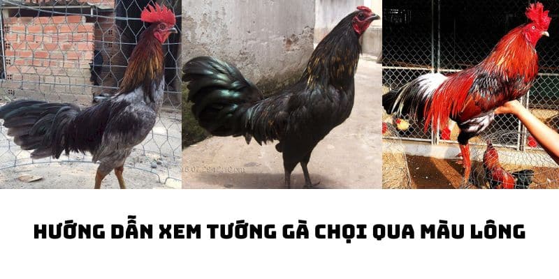 xem tướng gà chọi