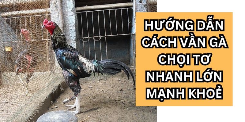 cách vần gà chọi tơ