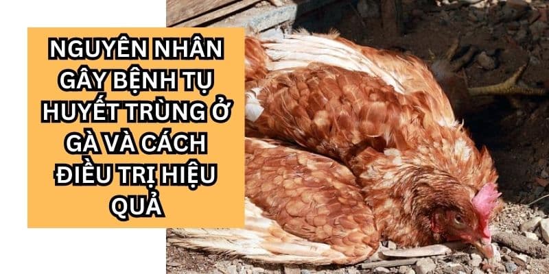 bệnh tụ huyết trùng ở gà