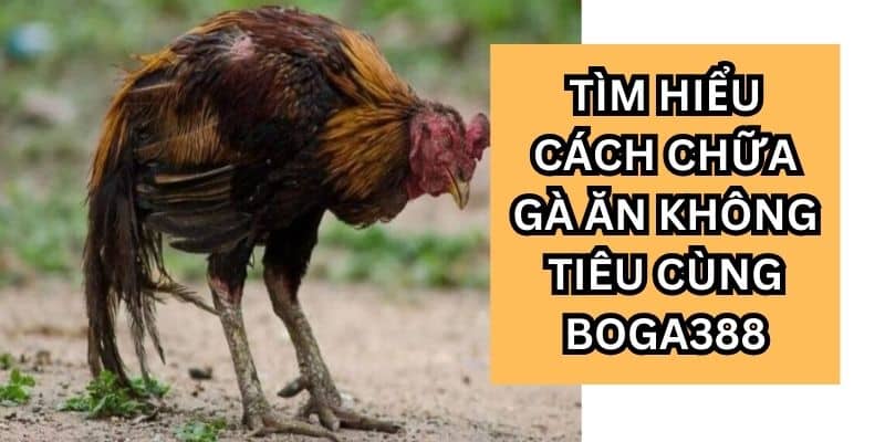 cách chữa gà ăn không tiêu