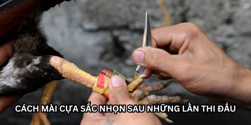 cách băng cựa gà