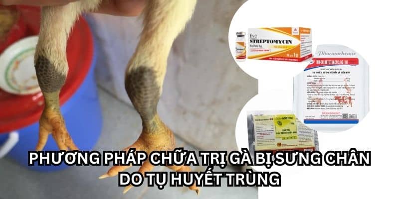 gà bị sưng chân