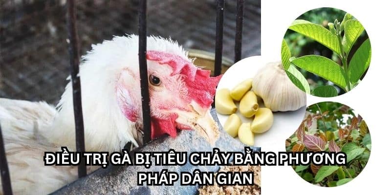 gà bị tiêu chảy