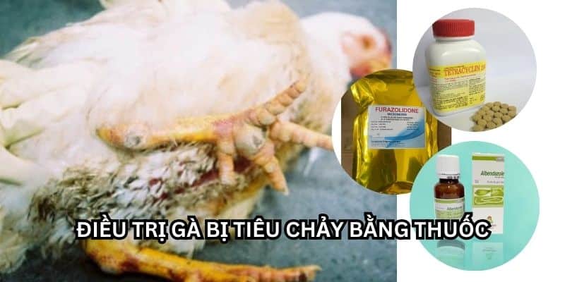 gà bị tiêu chảy