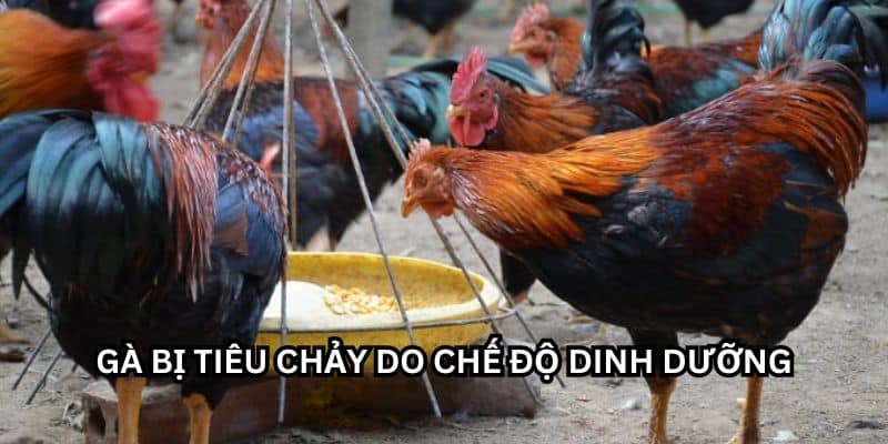 gà bị tiêu chảy