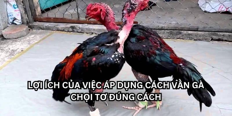 cách vần gà chọi tơ