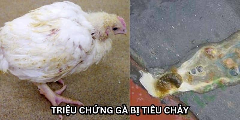 gà bị tiêu chảy